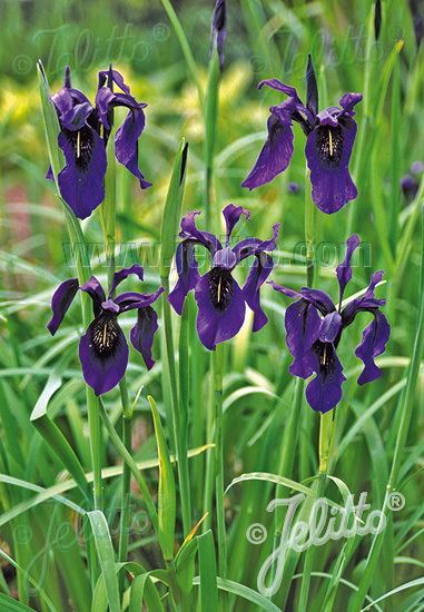 Iris bulleyana Jelitto Perennial Seed IRIS bulleyana Portions