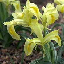 Iris caucasica httpsuploadwikimediaorgwikipediacommonsthu