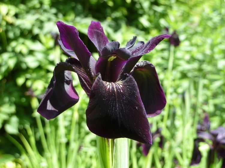 Iris chrysographes Iris chrysographes Black Form SISSINGHURST GARDEN