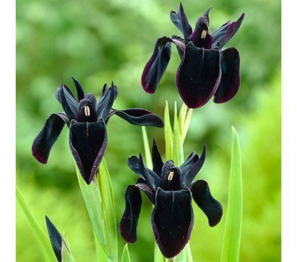 Iris chrysographes wwwwhiteflowerfarmcommasassetscacheimage27