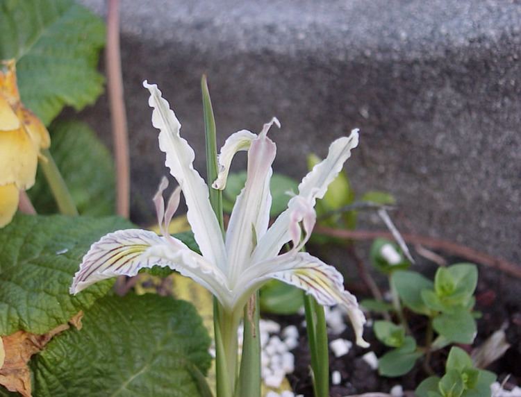 Iris chrysophylla httpswwwfsfeduswildflowersbeautyirisPaci