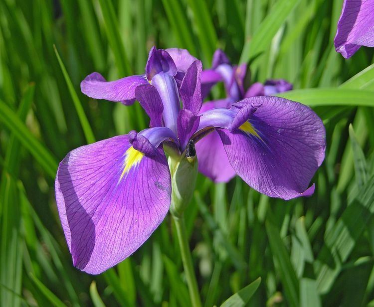 Iris color Alchetron The Free Social Encyclopedia