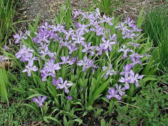 Iris cristata Pacific Bulb Society Crested Irises