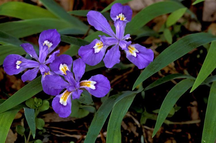 Iris cristata Iris cristata