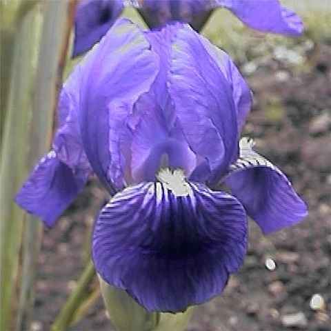 Iris croatica SIGNA The Species Iris Group of North America