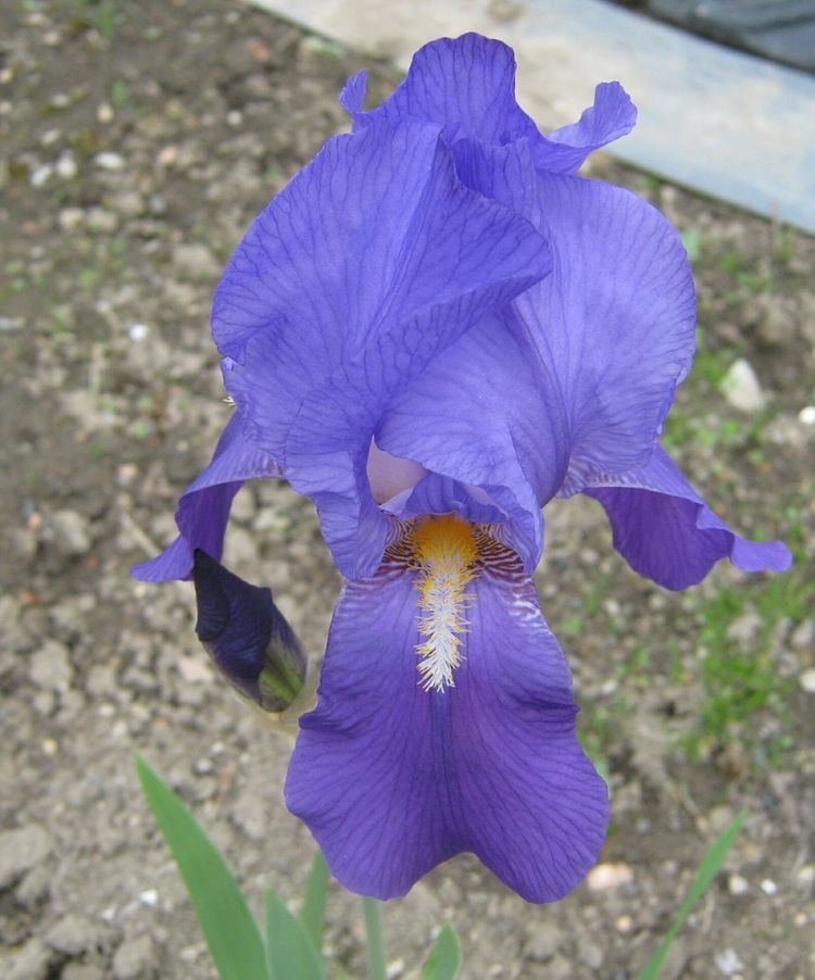 Iris croatica Iris croatica Image BioLibcz