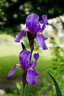 Iris croatica httpsuploadwikimediaorgwikipediacommonsthu
