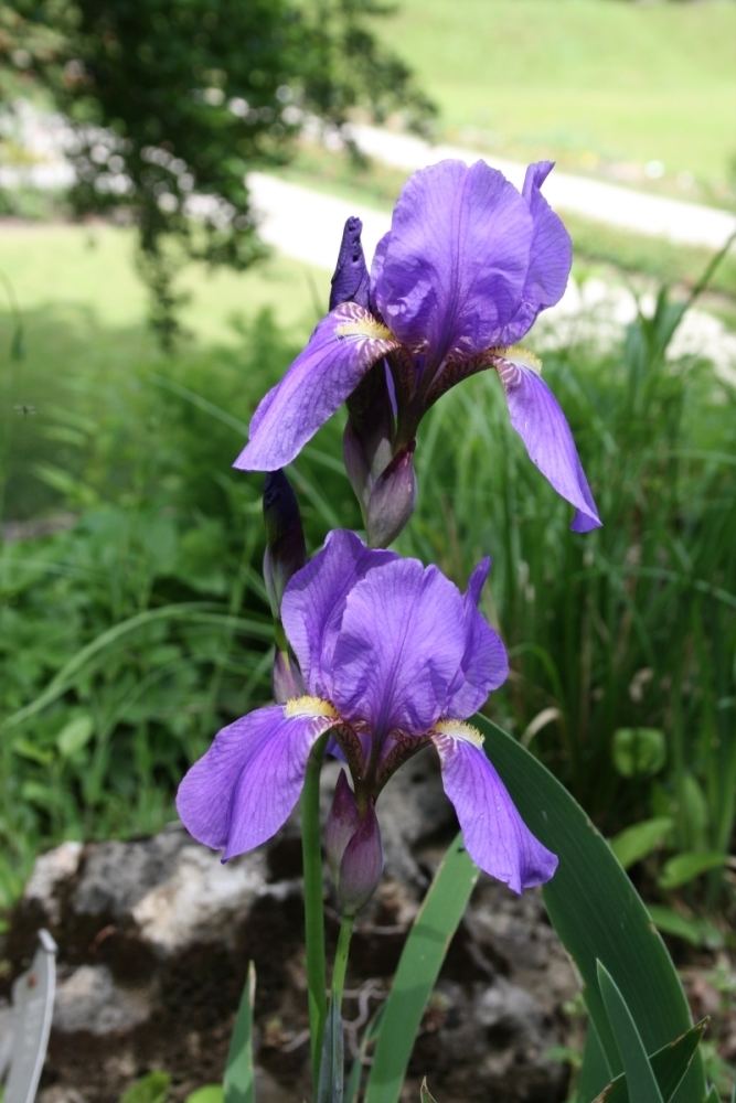 Iris croatica FileIris croatica Botanicki vrt 2 080509jpg Wikimedia Commons