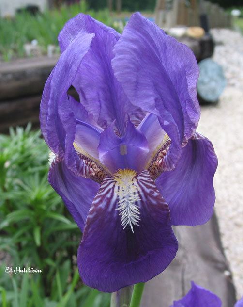 Iris croatica SpecCroatica lt Spec lt TWiki