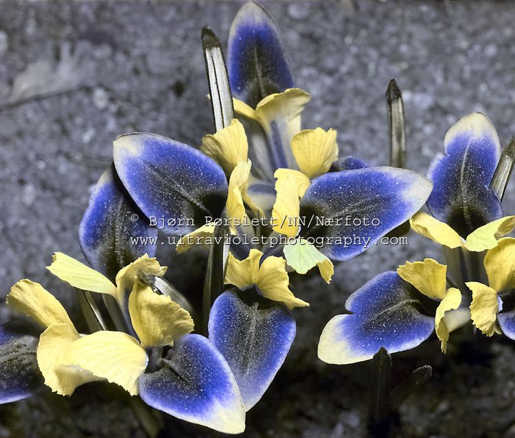 Iris danfordiae Ultraviolet Photography