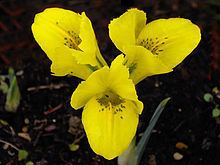 Iris danfordiae Iris danfordiae Wikipedia