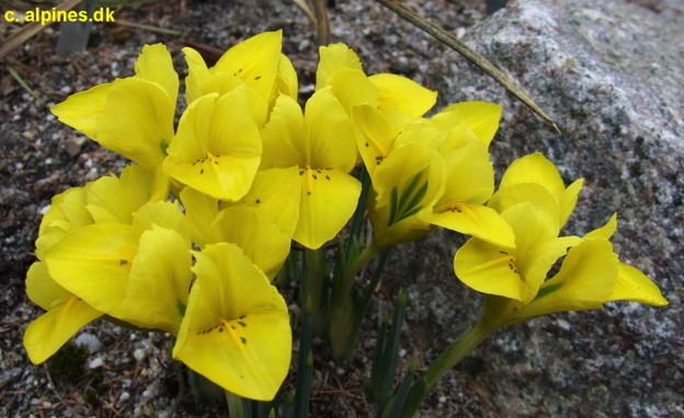 Iris danfordiae SpecDanfordiae lt Spec lt TWiki