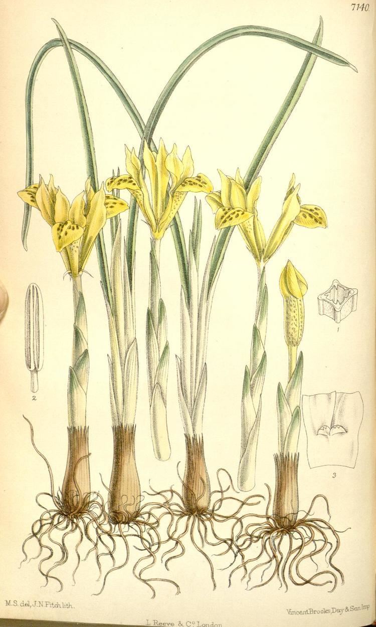 Iris danfordiae SpecDanfordiae lt Spec lt TWiki
