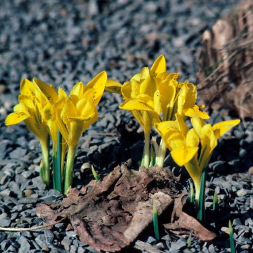 Iris danfordiae Explore Cornell Home Gardening Flower Growing Guides Growing Guide