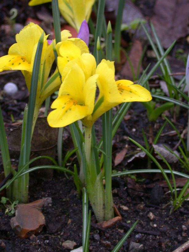 Iris danfordiae httpsuploadwikimediaorgwikipediacommons00