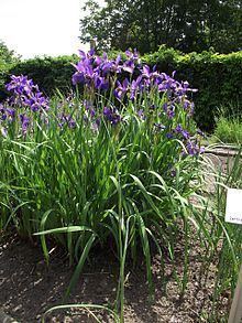 Iris delavayi httpsuploadwikimediaorgwikipediacommonsthu