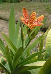 Iris domestica httpsuploadwikimediaorgwikipediacommonsthu