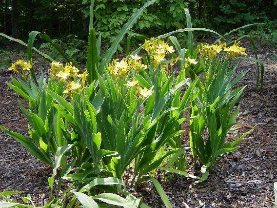 Iris domestica Pacific Bulb Society Belamcanda