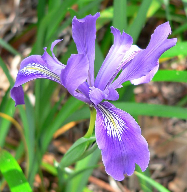 Iris douglasiana FileIris douglasiana 1jpg Wikimedia Commons
