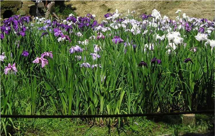 Iris ensata Iris ensata Thunb Checklist View
