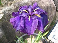 Iris ensata Iris ensata Wikipedia