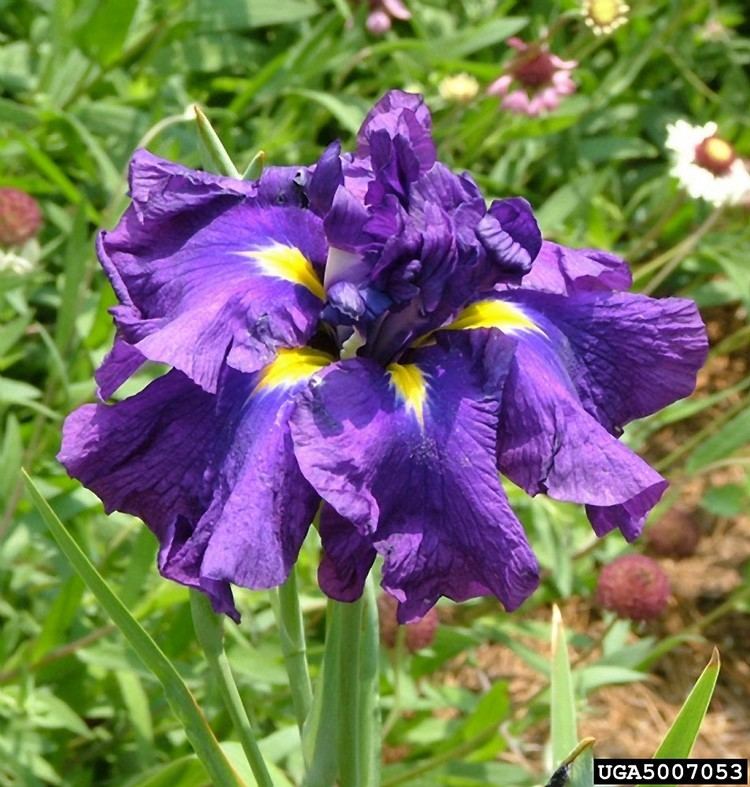 Iris ensata Iris ensata Russian iris Go Botany