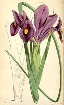 Iris filifolia httpsuploadwikimediaorgwikipediacommonsthu