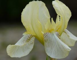 Iris flavescens httpswwwpflanzenversandgaissmayerdeimagesi