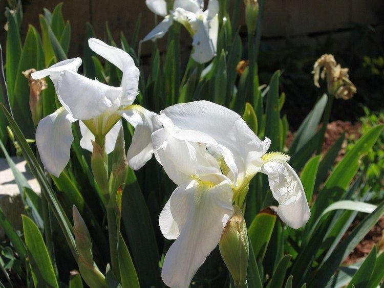 Iris florentina Wild Plants of Malta amp Gozo Plant Iris florentina Florentine Iris