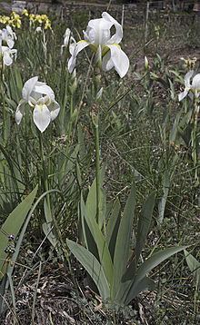 Iris florentina httpsuploadwikimediaorgwikipediacommonsthu