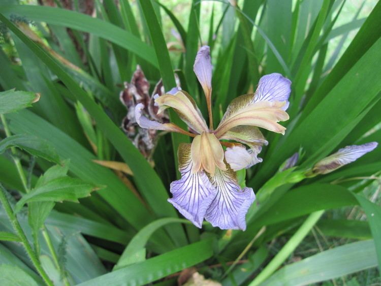 Iris foetidissima FileIris foetidissimaflower7jpg Wikimedia Commons