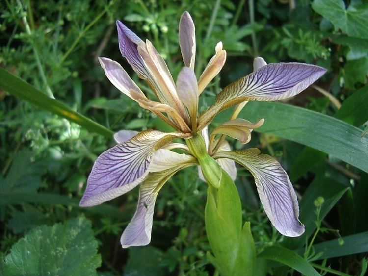 Iris foetidissima httpsuploadwikimediaorgwikipediacommons99