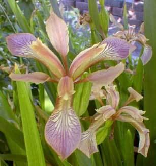 Iris foetidissima Paghat39s Garden Iris foetidissima