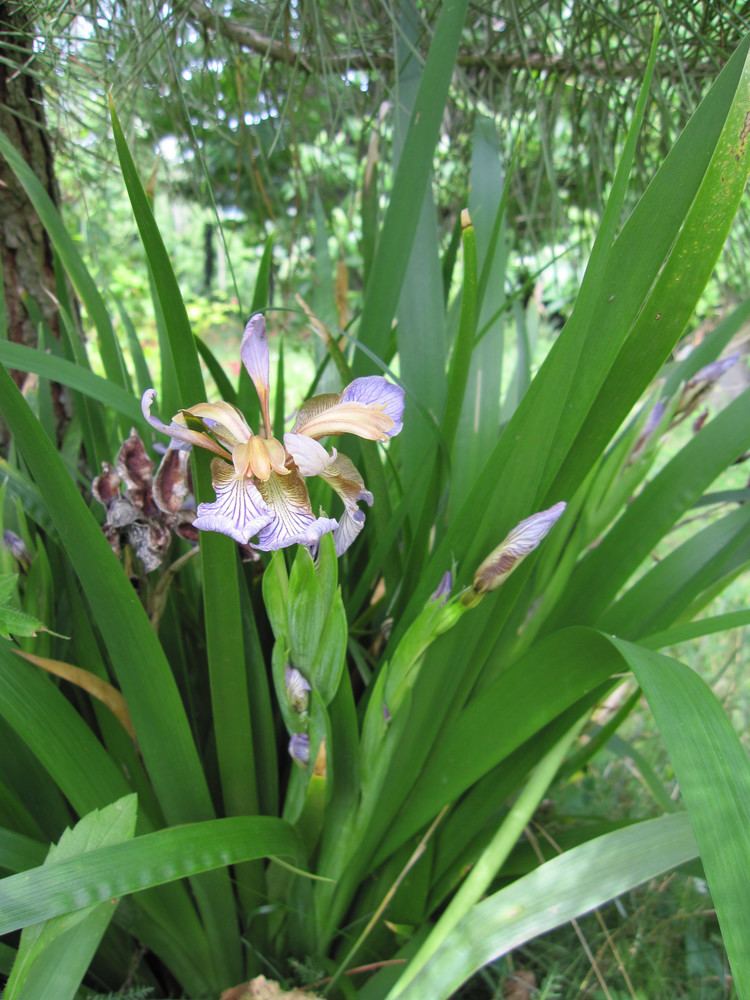 Iris foetidissima FileIris foetidissimaflower6jpg Wikimedia Commons