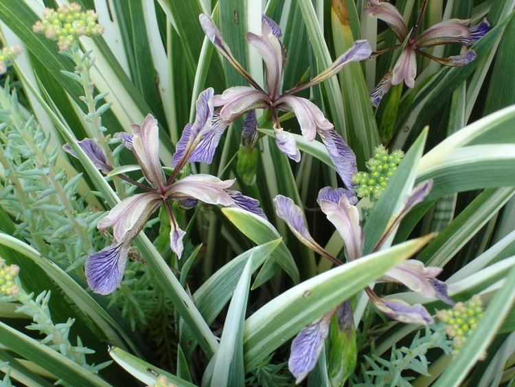 Iris foetidissima BobsGardencom IRIS FOETIDISSIMA VARIGATA