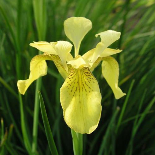 Iris forrestii wwwplantworldseedscomimagesseedimagesIRIS