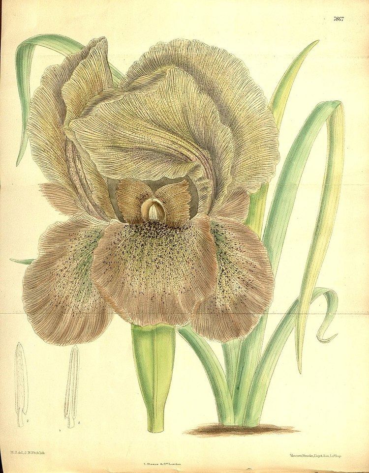 Iris gatesii