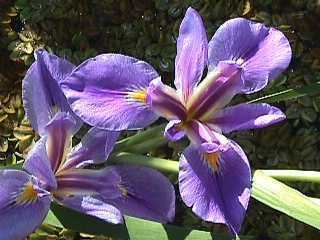 Iris giganticaerulea (Giant blue iris)