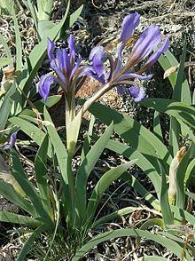 Iris glaucescens httpsuploadwikimediaorgwikipediacommonsthu