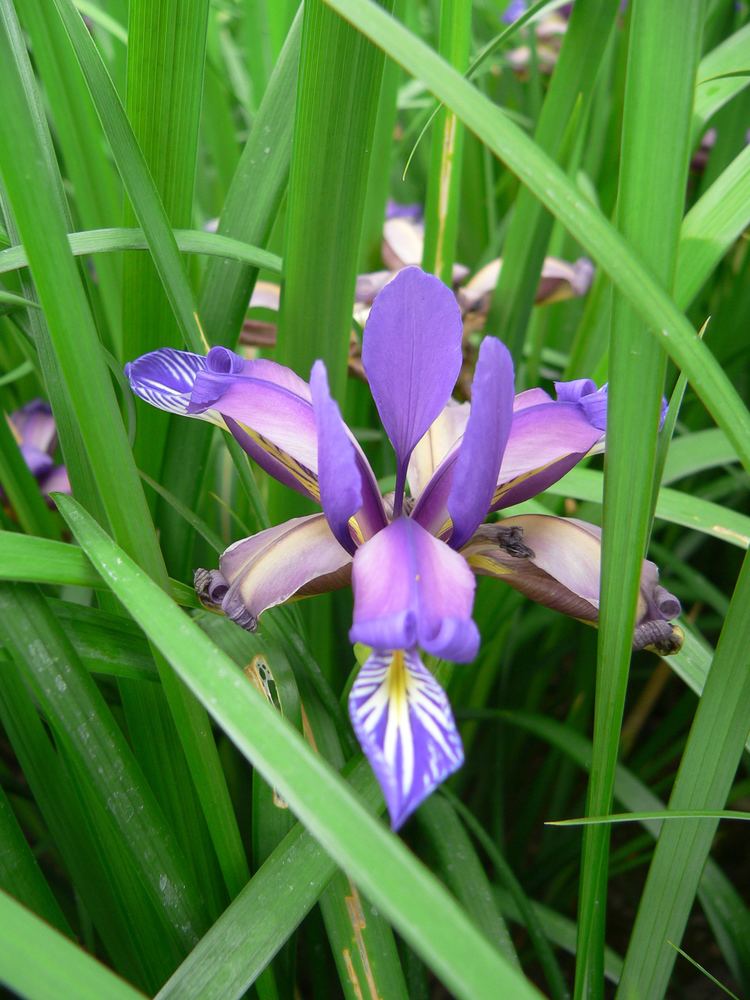 Iris graminea Iris graminea L Checklist View