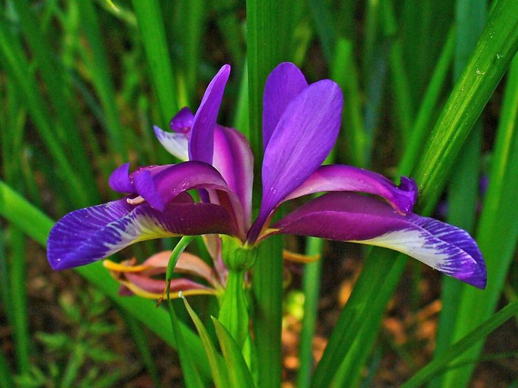 Iris graminea FileIris graminea 003JPG Wikimedia Commons