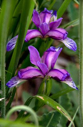 Iris graminea Iris graminea grassleaved irisRHS Gardening