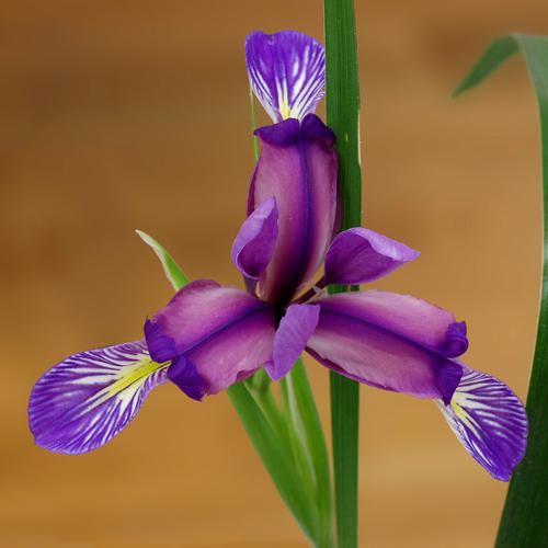 Iris graminea IRIS GRAMINEA SEEDS GrassLeaved Flag plumscented iris