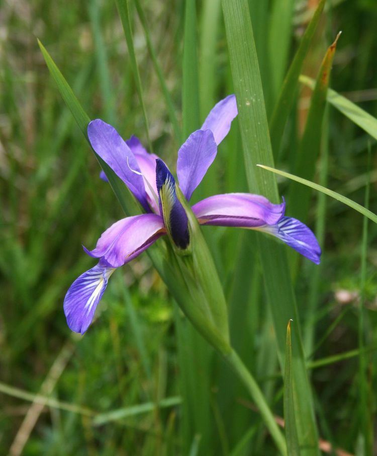 Iris graminea Iris ser Spuriae Wikipedia