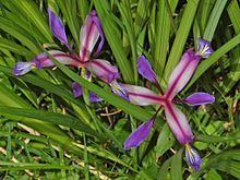 Iris graminea httpsuploadwikimediaorgwikipediacommonsthu