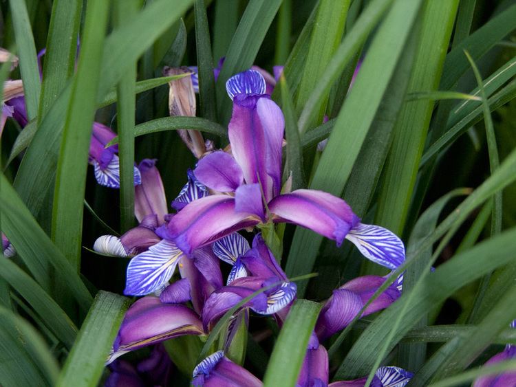 Iris graminea Iris graminea liliumaquae it