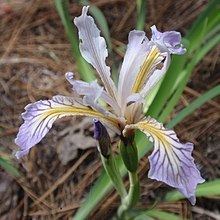 Iris hartwegii httpsuploadwikimediaorgwikipediacommonsthu