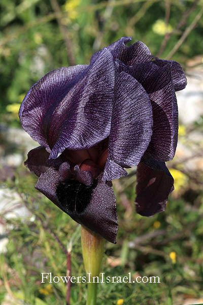 Iris haynei Iris haynei