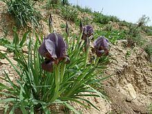 Iris haynei Iris haynei Wikipedia