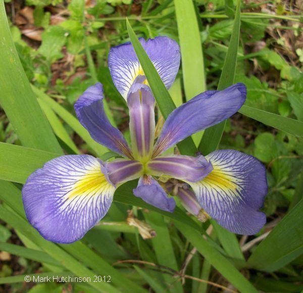 Iris hexagona Florida Native Plant Society